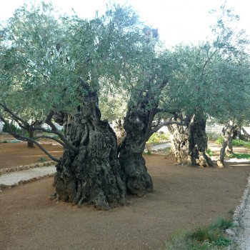 Israel