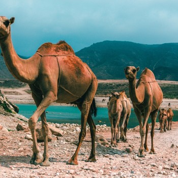 Oman