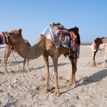Qatar