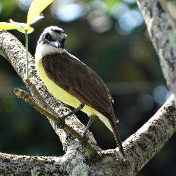 French Guiana